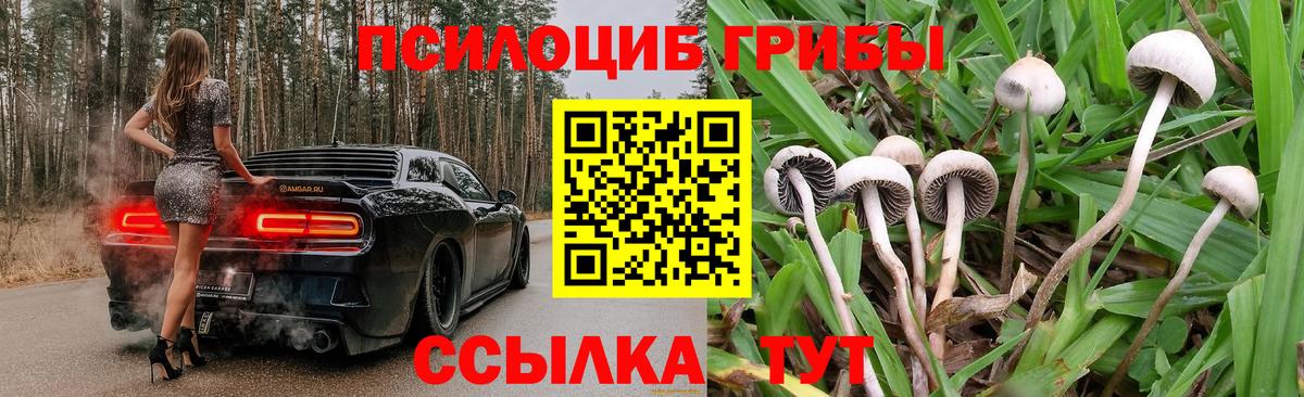 Псилоцибиновые грибы Psilocybine cubensis  Нефтекумск 